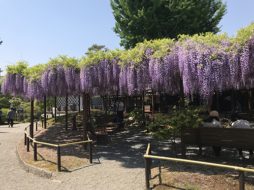 藤の花 もも色 すみれ色